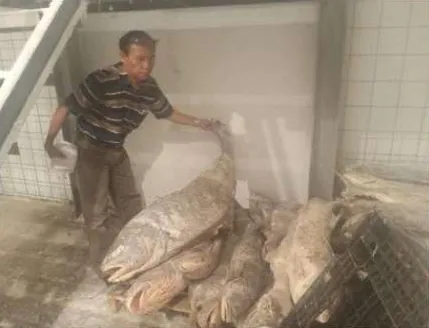 Seorang pria memegang ekor seekor ikan besar; beberapa ikan besar lain bertumpuk di lantai ruangan berdinding keramik putih.
