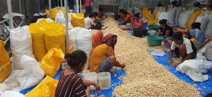 Para perempuan duduk di atas terpal biru memilah tumpukan panjang biji-bijian berwarna krem, dikelilingi karung kuning dan putih serta baskom plastik.